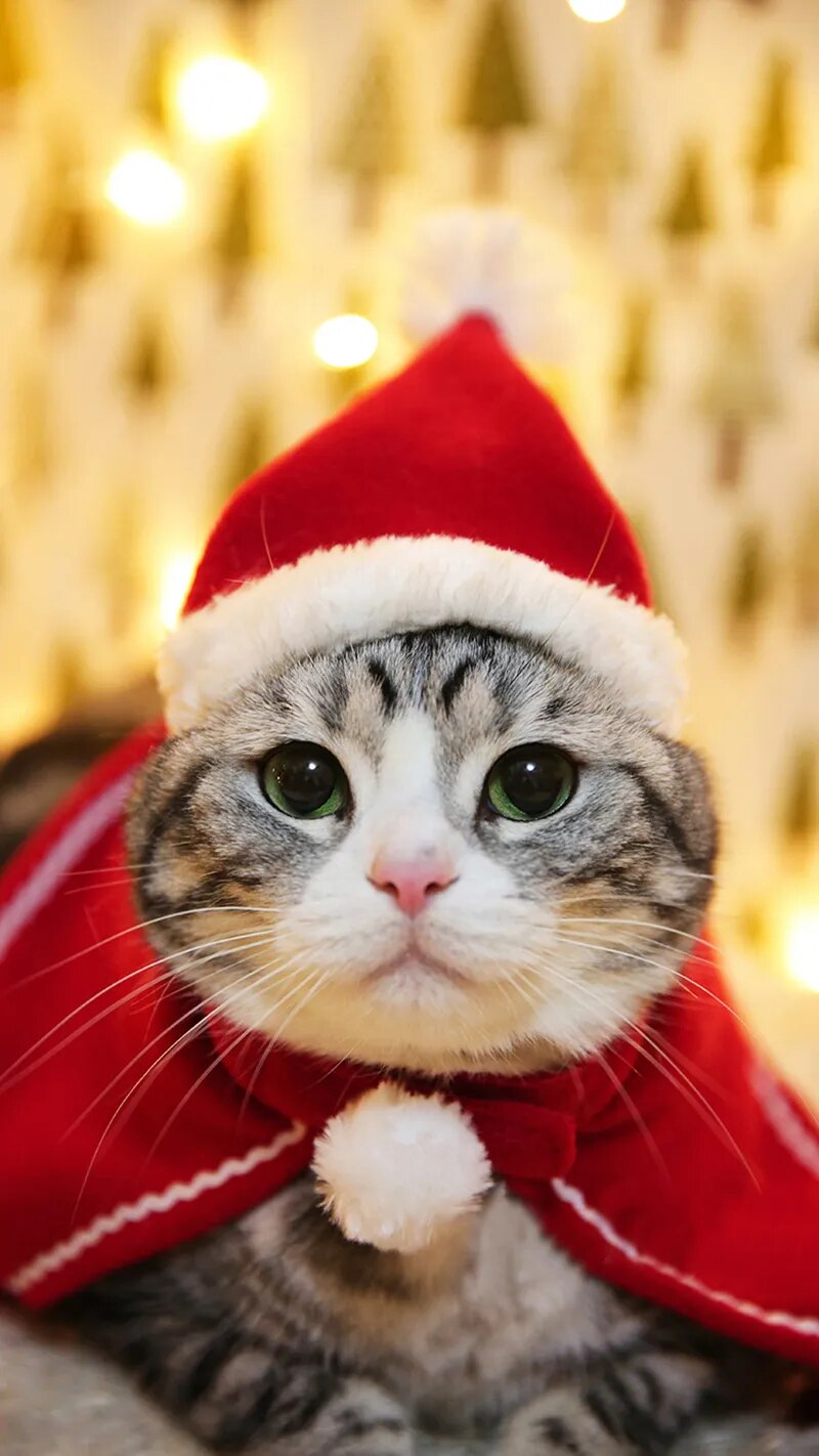 Christmas Cat Costume